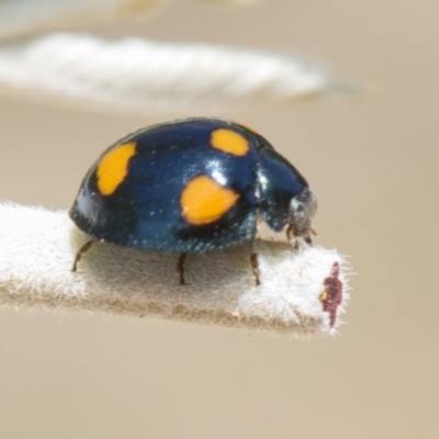 Orcus australasiae (Orange-spotted Ladybird) at Mulligans Flat - 22 Feb 2019 by AlisonMilton