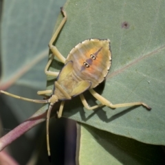 Amorbus (genus) (Eucalyptus Tip bug) at Forde, ACT - 22 Feb 2019 by AlisonMilton