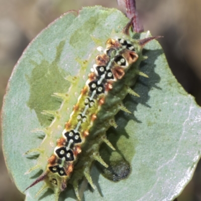 Doratifera quadriguttata and casta (Four-spotted Cup Moth) at Mulligans Flat - 22 Feb 2019 by AlisonMilton