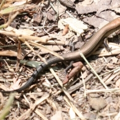 Lampropholis delicata (Delicate Skink) at Rosedale, NSW - 16 Feb 2019 by jb2602