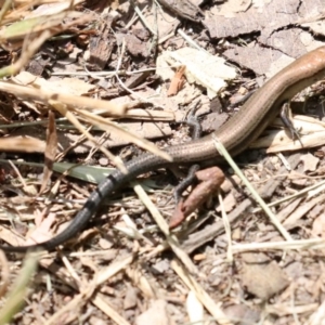 Lampropholis delicata at Rosedale, NSW - 16 Feb 2019