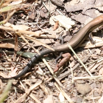 Lampropholis delicata (Delicate Skink) at Rosedale, NSW - 16 Feb 2019 by jb2602