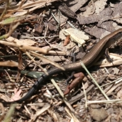 Lampropholis delicata at Rosedale, NSW - 16 Feb 2019