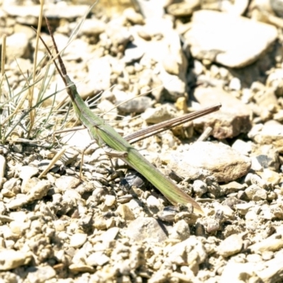 Acrida conica (Giant green slantface) at Forde, ACT - 22 Feb 2019 by AlisonMilton