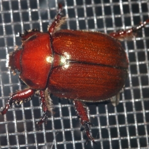 Schizognathus burmeisteri at Rosedale, NSW - 14 Feb 2019