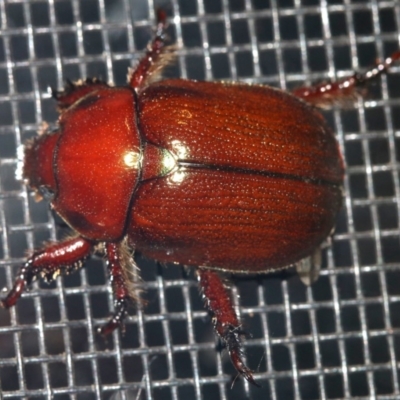 Schizognathus burmeisteri (Shining leaf chafer) at Rosedale, NSW - 14 Feb 2019 by jb2602