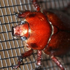 Schizognathus burmeisteri at Rosedale, NSW - 14 Feb 2019