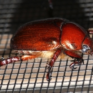 Schizognathus burmeisteri at Rosedale, NSW - 14 Feb 2019