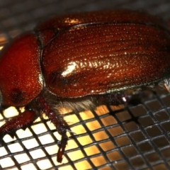 Schizognathus burmeisteri at Rosedale, NSW - 14 Feb 2019 07:51 PM