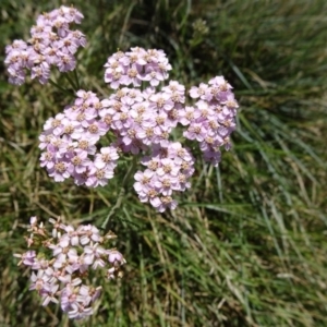 Achillea millefolium at Kosciuszko National Park, NSW - 15 Feb 2019