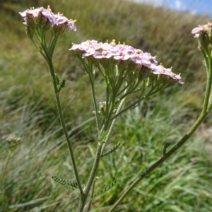 Achillea millefolium at Kosciuszko National Park, NSW - 15 Feb 2019