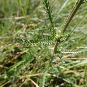 Achillea millefolium at Kosciuszko National Park, NSW - 15 Feb 2019