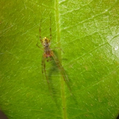 Phonognatha graeffei (Leaf Curling Spider) at Acton, ACT - 22 Feb 2019 by RodDeb