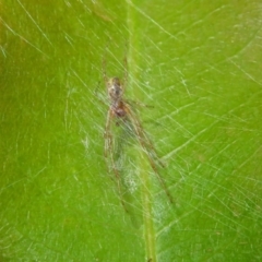 Phonognatha graeffei at Acton, ACT - 22 Feb 2019 10:10 AM