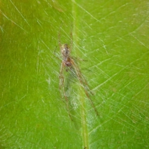 Phonognatha graeffei at Acton, ACT - 22 Feb 2019 10:10 AM