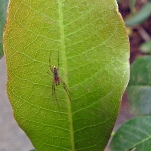 Phonognatha graeffei at Acton, ACT - 22 Feb 2019