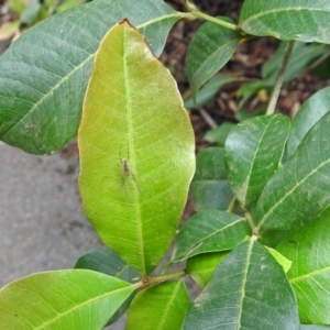 Phonognatha graeffei at Acton, ACT - 22 Feb 2019