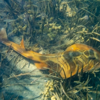 Trygonorrhina fasciata (Eastern Fiddler Ray) at Mogareeka, NSW - 23 Feb 2019 by bdixon75