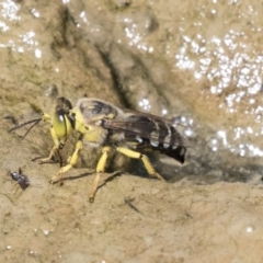 Bembix sp. (genus) (Unidentified Bembix sand wasp) at Forde, ACT - 22 Feb 2019 by AlisonMilton