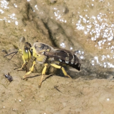 Bembix sp. (genus) (Unidentified Bembix sand wasp) at Mulligans Flat - 22 Feb 2019 by Alison Milton