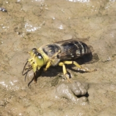 Bembix sp. (genus) at Forde, ACT - 22 Feb 2019