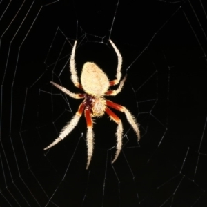 Hortophora sp. (genus) at Rosedale, NSW - 15 Feb 2019