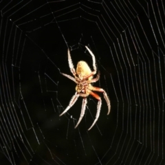 Hortophora sp. (genus) at Rosedale, NSW - 15 Feb 2019 10:17 PM