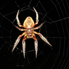 Hortophora sp. (genus) at Rosedale, NSW - 15 Feb 2019 10:17 PM