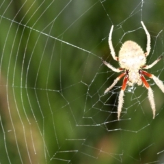 Hortophora sp. (genus) (Garden orb weaver) at Rosedale, NSW - 14 Feb 2019 by jb2602