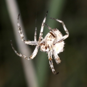 Araneidae (family) at Rosedale, NSW - 14 Feb 2019