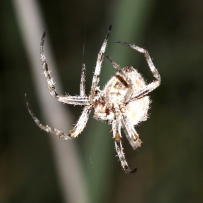 Araneidae (family) (Orb weaver) at Rosedale, NSW - 14 Feb 2019 by jb2602