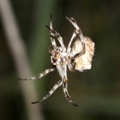 Araneidae (family) at Rosedale, NSW - 14 Feb 2019