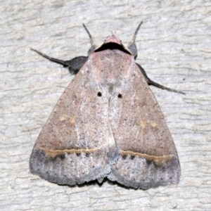 Pantydia capistrata at Rosedale, NSW - 15 Feb 2019 09:48 PM