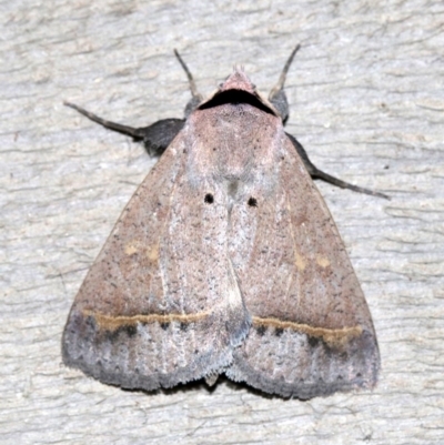 Pantydia capistrata (An Erebid moth) at Rosedale, NSW - 15 Feb 2019 by jbromilow50