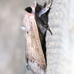 Pantydia capistrata at Rosedale, NSW - 15 Feb 2019