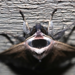 Pantydia capistrata at Rosedale, NSW - 15 Feb 2019 09:48 PM