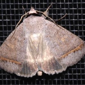 Pantydia capistrata at Rosedale, NSW - 15 Feb 2019