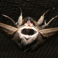 Pantydia capistrata at Rosedale, NSW - 15 Feb 2019 09:48 PM