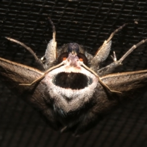 Pantydia capistrata at Rosedale, NSW - 15 Feb 2019 09:48 PM