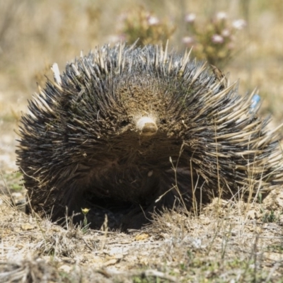Tachyglossus aculeatus (Short-beaked Echidna) at Amaroo, ACT - 22 Feb 2019 by AlisonMilton