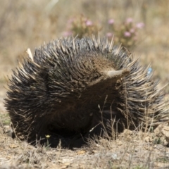 Tachyglossus aculeatus at Amaroo, ACT - 22 Feb 2019