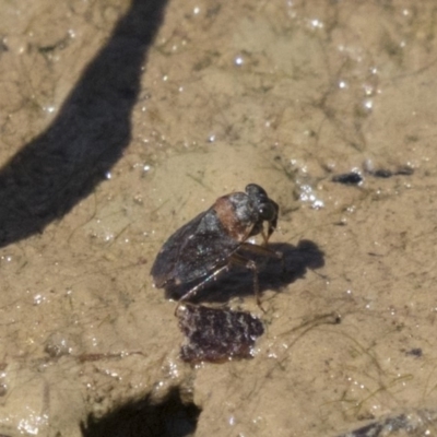 Saldidae sp. (family) (Unidentified shore bug) at Amaroo, ACT - 22 Feb 2019 by AlisonMilton