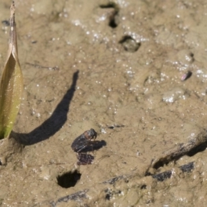 Saldidae sp. (family) at Amaroo, ACT - 22 Feb 2019