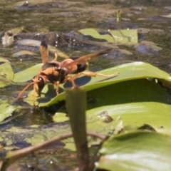 Abispa ephippium (Potter wasp, Mason wasp) at Amaroo, ACT - 22 Feb 2019 by AlisonMilton