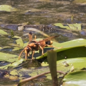 Abispa ephippium at Amaroo, ACT - 22 Feb 2019