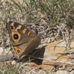 Junonia villida (Meadow Argus) at Amaroo, ACT - 22 Feb 2019 by AlisonMilton