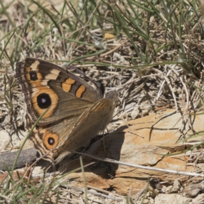 Junonia villida (Meadow Argus) at Amaroo, ACT - 22 Feb 2019 by Alison Milton