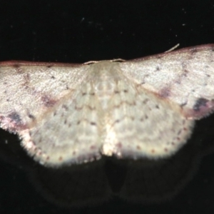 Idaea halmaea at Rosedale, NSW - 15 Feb 2019 09:53 PM