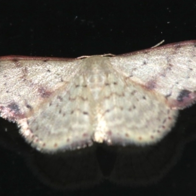 Idaea halmaea (Two-spotted Wave) at Rosedale, NSW - 15 Feb 2019 by jb2602