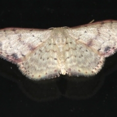 Idaea halmaea at Rosedale, NSW - 15 Feb 2019 09:53 PM